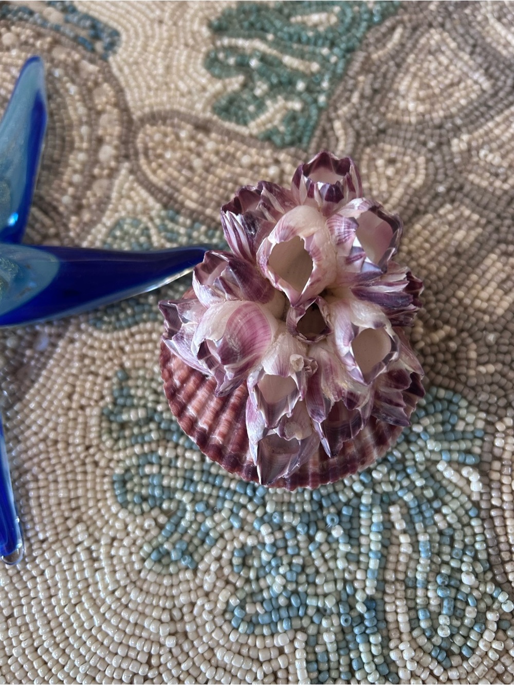 Natural Purple Barnacle Cluster on Scallop Shell - Picture 4 of 9